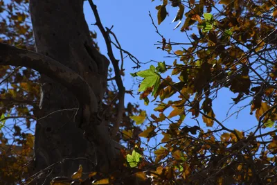 DSC_2301 (Large).JPG